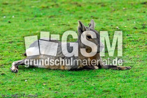 Pampashase (5 von 8).jpg